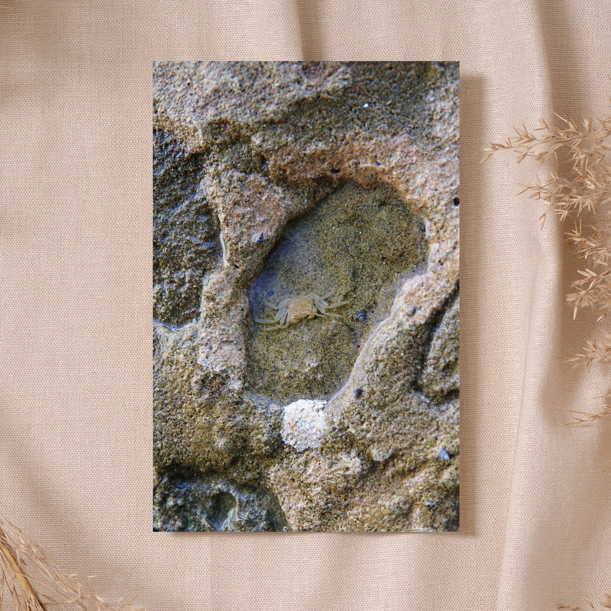 "Cangrejo" Photo Postcard image 0