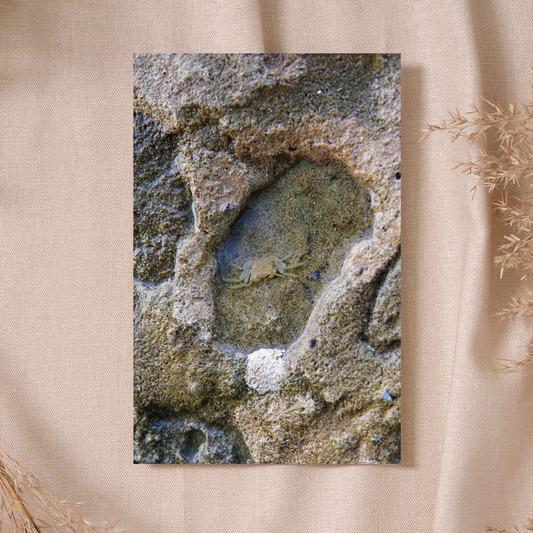 "Cangrejo" Photo Postcard image 0