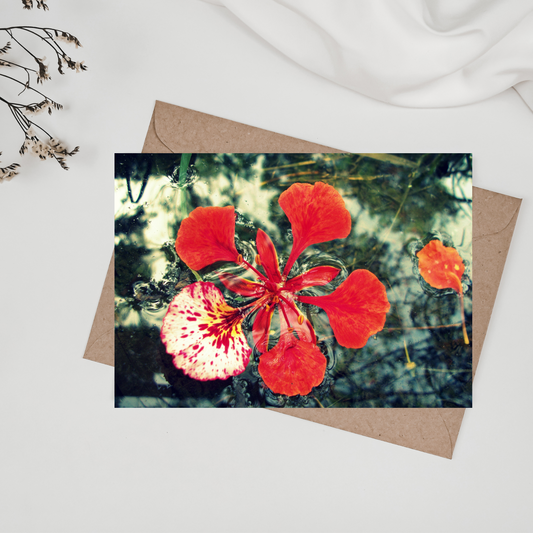 "Flamboyan" Photo Postcard image 0